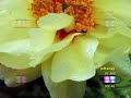 Quartet of Flowering Genes