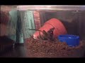 Molting Spiderling