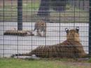 zoo zoo