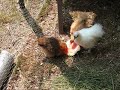 Flatulating Chickens Flatulating Chickens