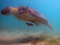 Perhentian Island Dive Slideshow - Malaysia