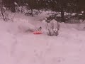 Extreme Powder Sledding