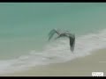Maldive - Asdu Maldive - Asdu