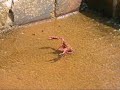 ???????? ????????