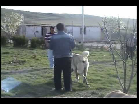 boguslari