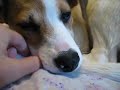 Lexi started Teething