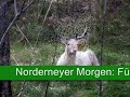 Damwild im Norderneyer Kiefernwald
