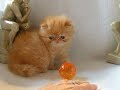 bigred5www.AVI