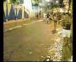 Jacare atacando em Olinda