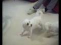 Vicious Dogs