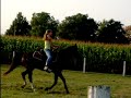 My riding horsie! Again! #2! whatever u want to call it! Manele-Gratis.net