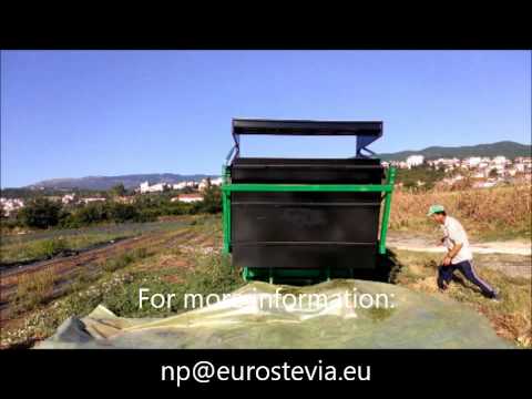 how to harvest stevia