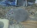 Gerbils Hanging Out