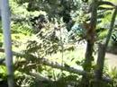 Caminhada � cachoeira do Ciri�