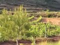 Celler Serra de Llaberia