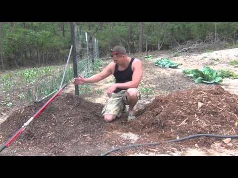 how to fertilize over mulch