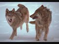 Save the Wolves (Savin Wolves}