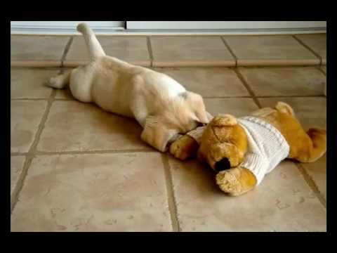 Labrador Retriever cachorro dorado “Helvet Can Oliver” con 2 meses