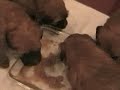 Wheaten Puppies Eating