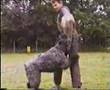Boyero de Flandes video