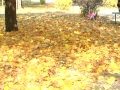 цените жизнь (13.10.09) :: цените жизнь (13.10.09)
