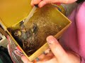 02/08/08 Handfeeding 3 Gouldian Finches