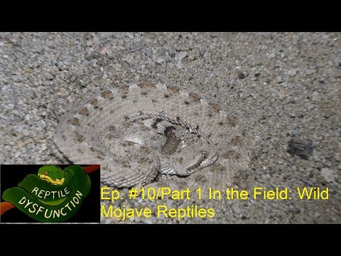 YouTube reptile video