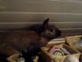 Rabbit Grooming Himself In Bathroom