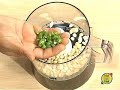 Coconut Chutney