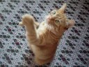 ★Teaching my cat Fluffy a cool trick to stand on two feet!★