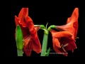 Flowers Time Lapse HD (22 flowers) - YouTube