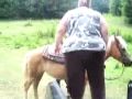 Woman too fat to get on horse