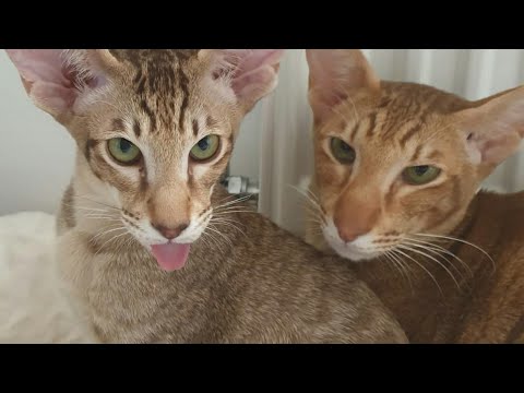 Oriental Shorthair Cats Loki & Penuts Playing Time