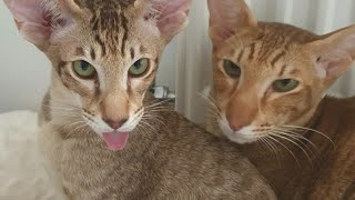 Oriental Shorthair Cats Loki & Penuts Playing Time