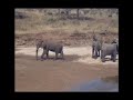 Minesweeping elephants Minesweeping elephants