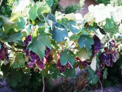 how to replant grapes