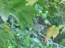 Hummingbird baby trying to take off