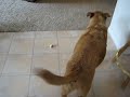 Sadie with new puppy 1