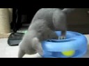 Kitten playing with toy Kitten playing with toy