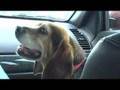 Beagle video