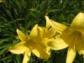 Lilly Movie_0001.wmv