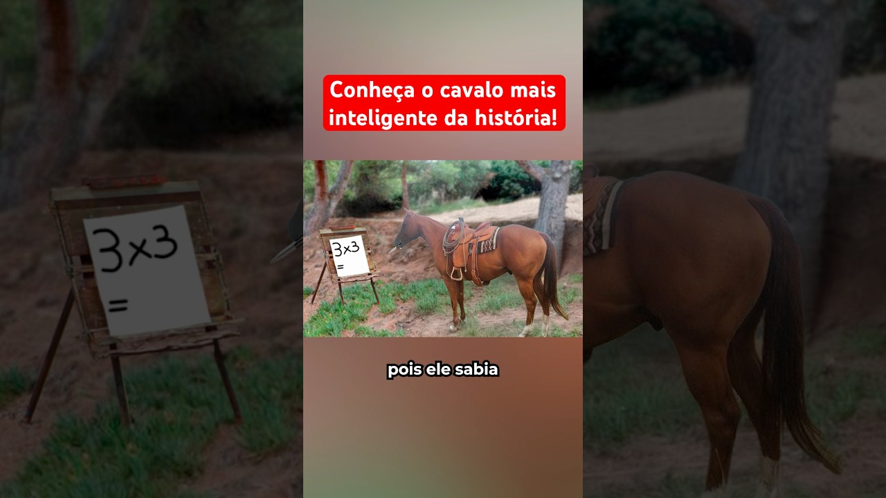 Conheça o cavalo mais inteligente da história!
