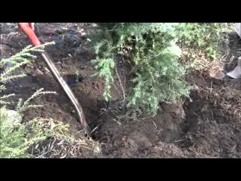 how to replant a xmas tree