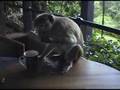 Kandalama monkey drinking coffe