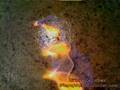 videos de tapeworm 2