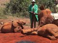 Plat time at the David Sheldrick elephant orpahnage.