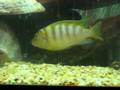 videos de cichlid, what kind?