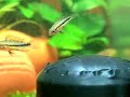 三線短鯛吃豐年蝦 Apistogramma Trifasciata eat Artemia
