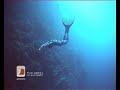 Freediving.