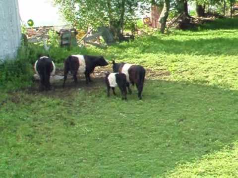 how to cure yak hide